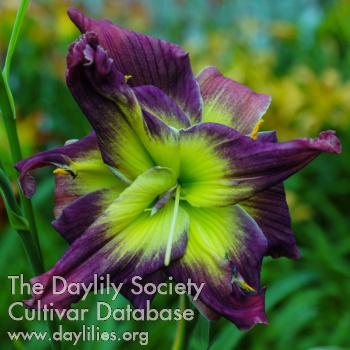 Daylily Double Magician